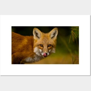 Red Fox Posters and Art